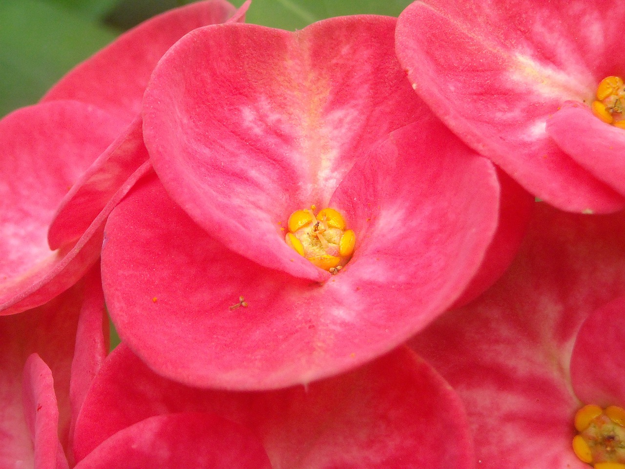 ephorbia flowers red free photo