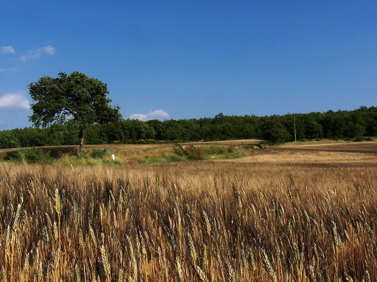 epi wheat fields france free photo