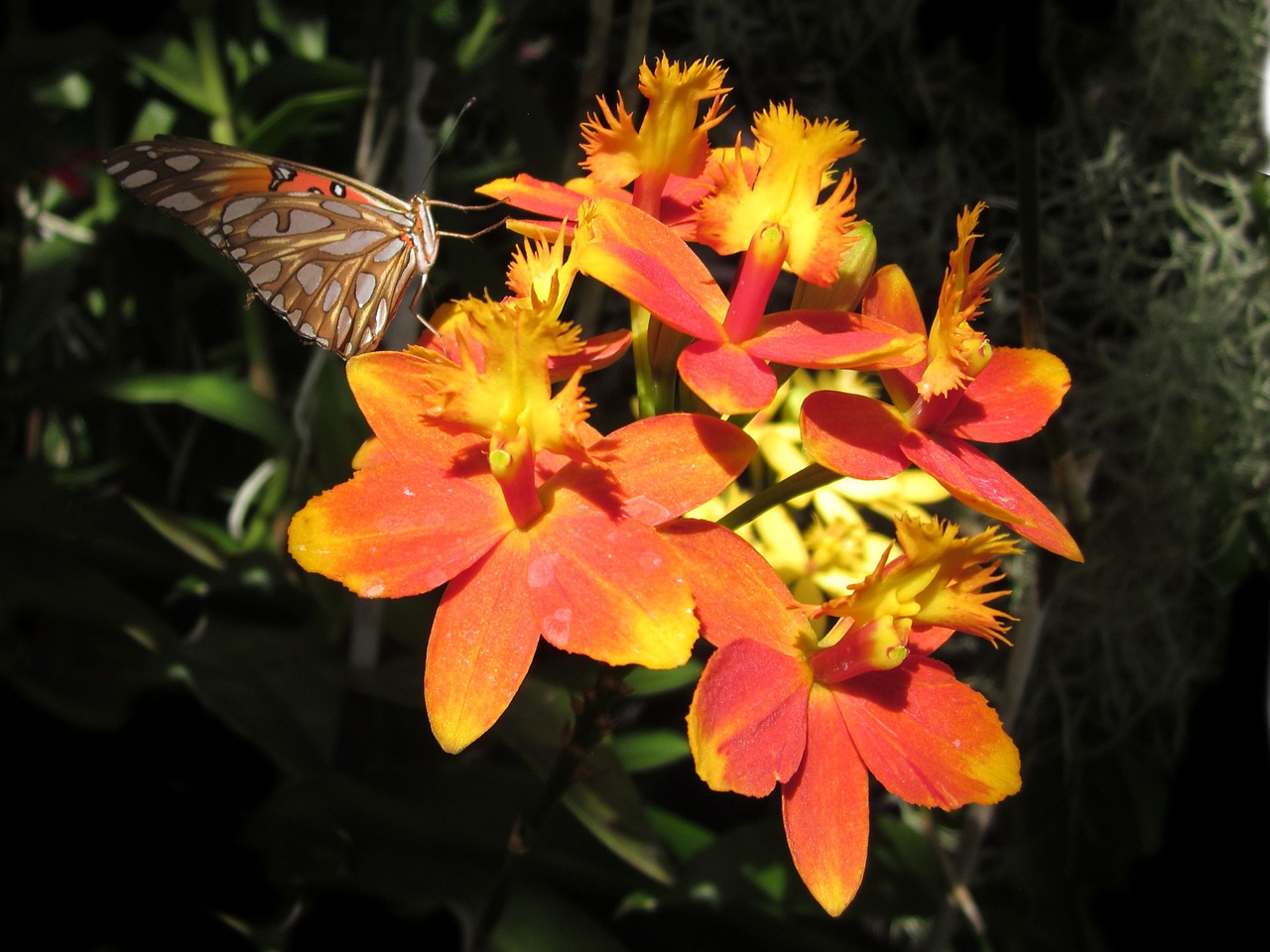 epidendrum butterfly orchid free photo