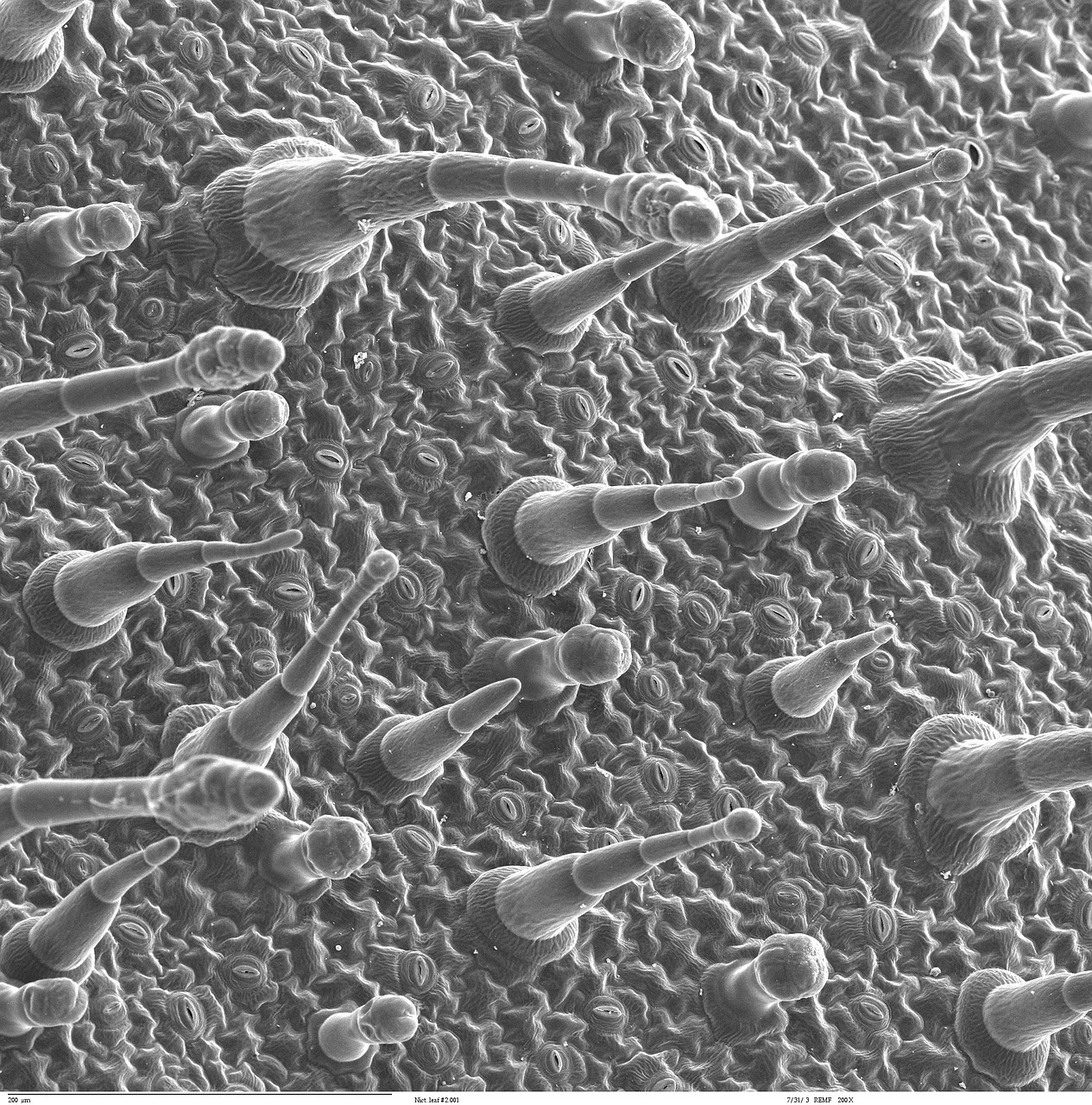 epidermis leaf electron microscopy free photo