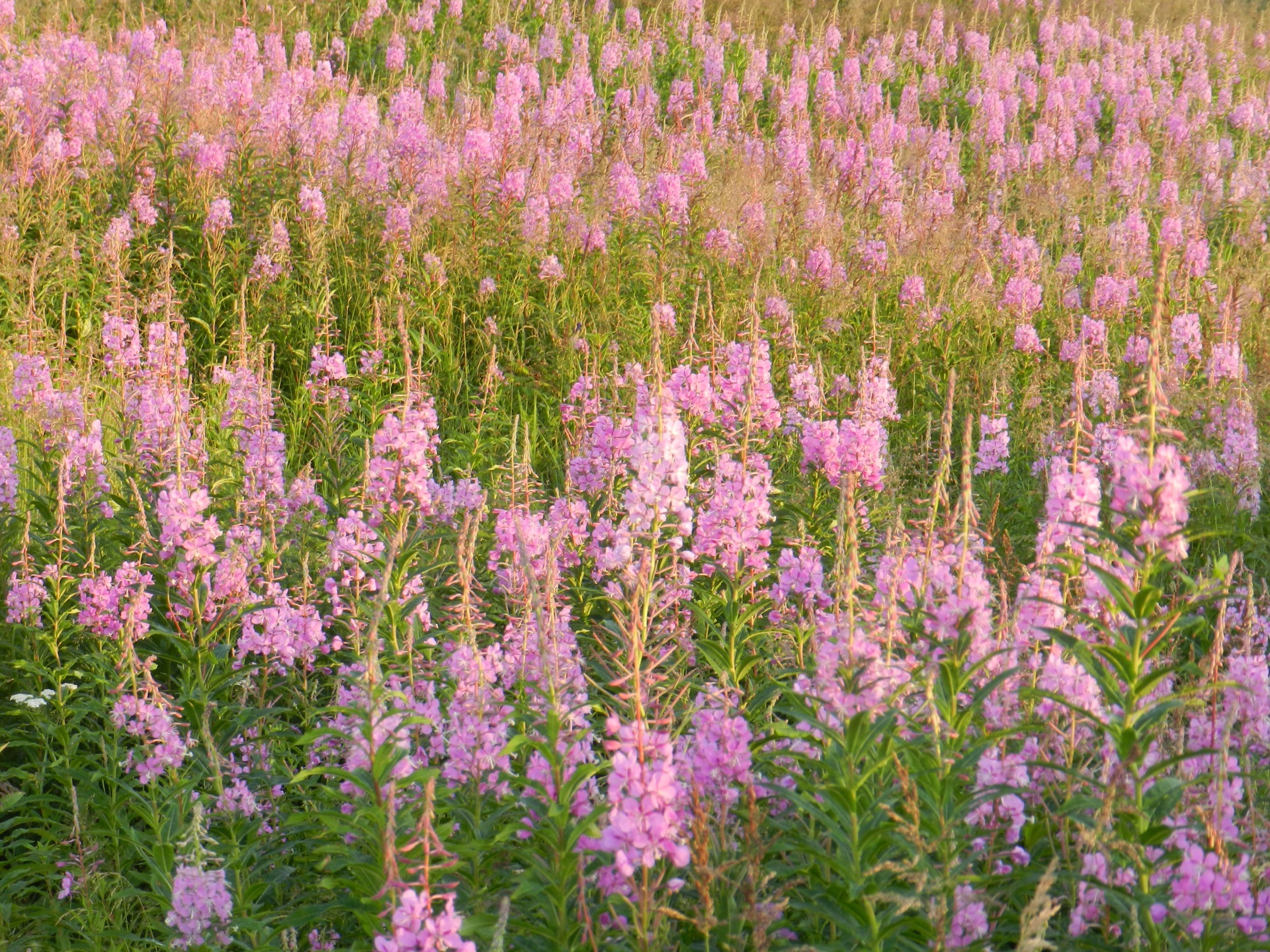 fireweed plant native free photo