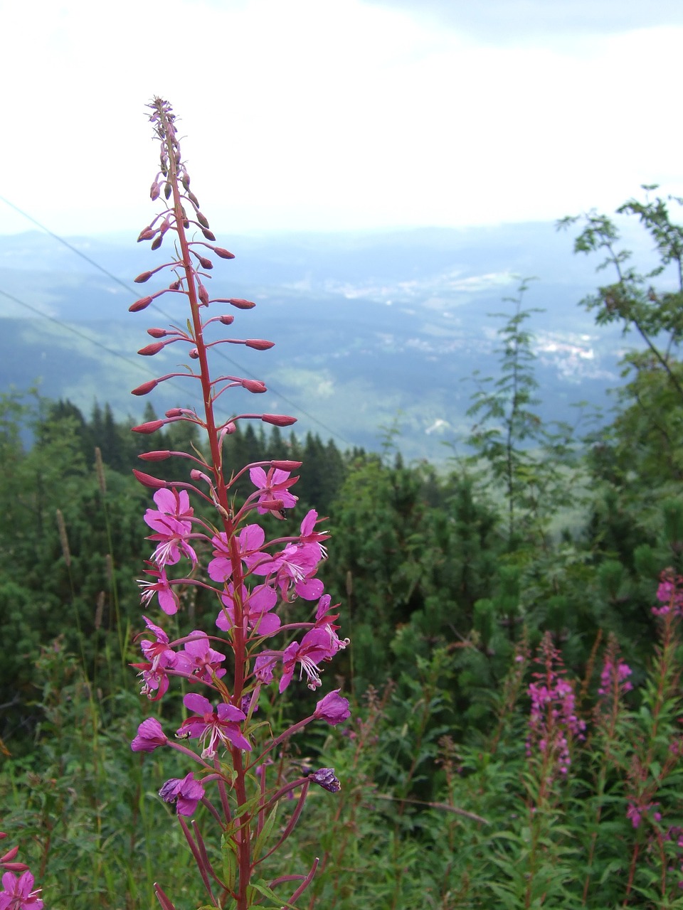 epilobium bavarian forest plant free photo