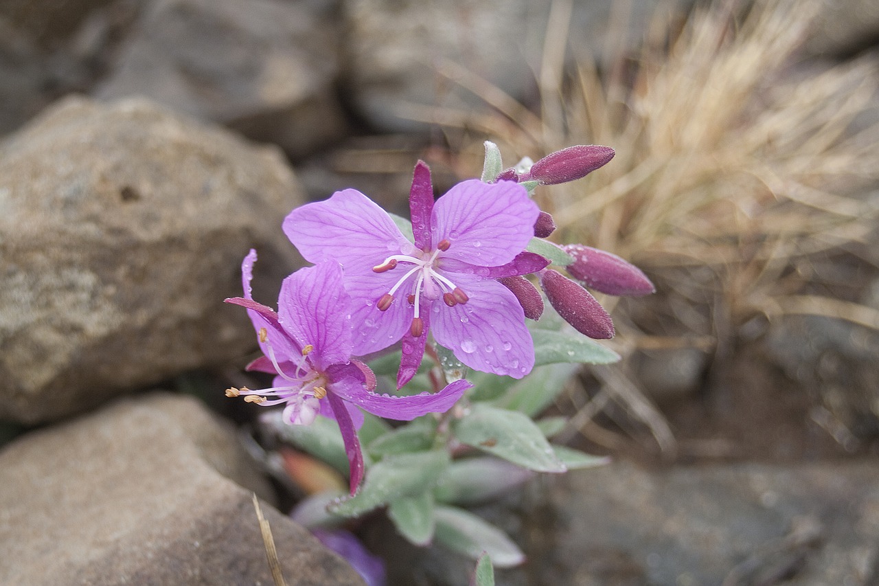 epilobium  blossom  bloom free photo