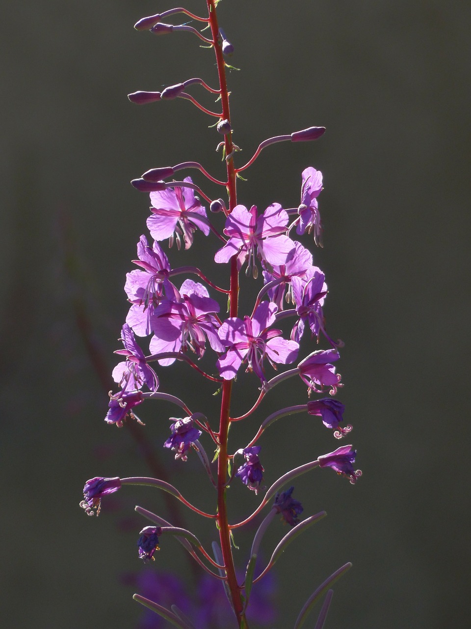 epilobium angustifolium flower blossom free photo