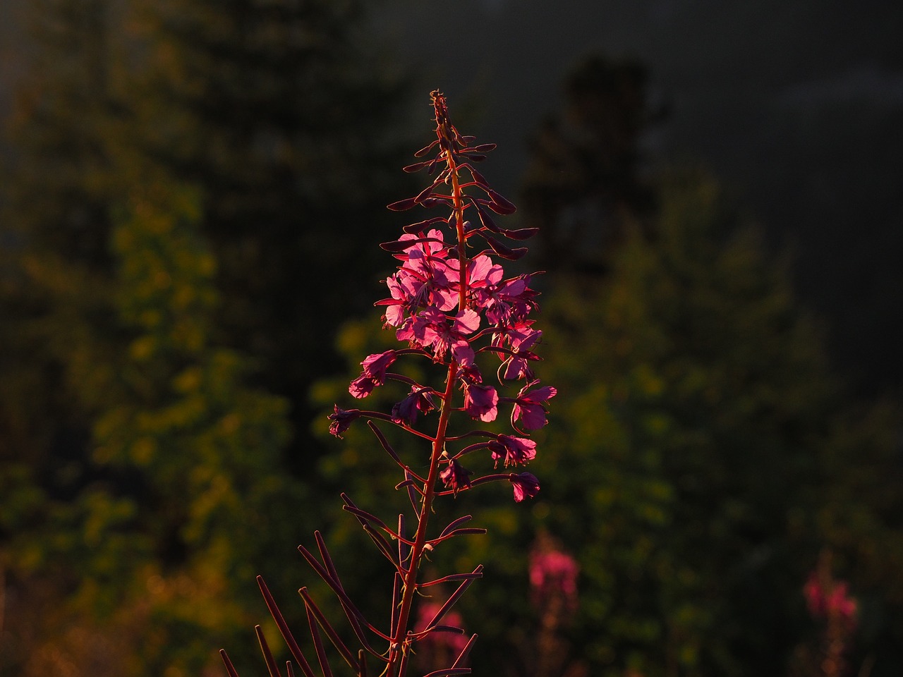 epilobium angustifolium flower blossom free photo