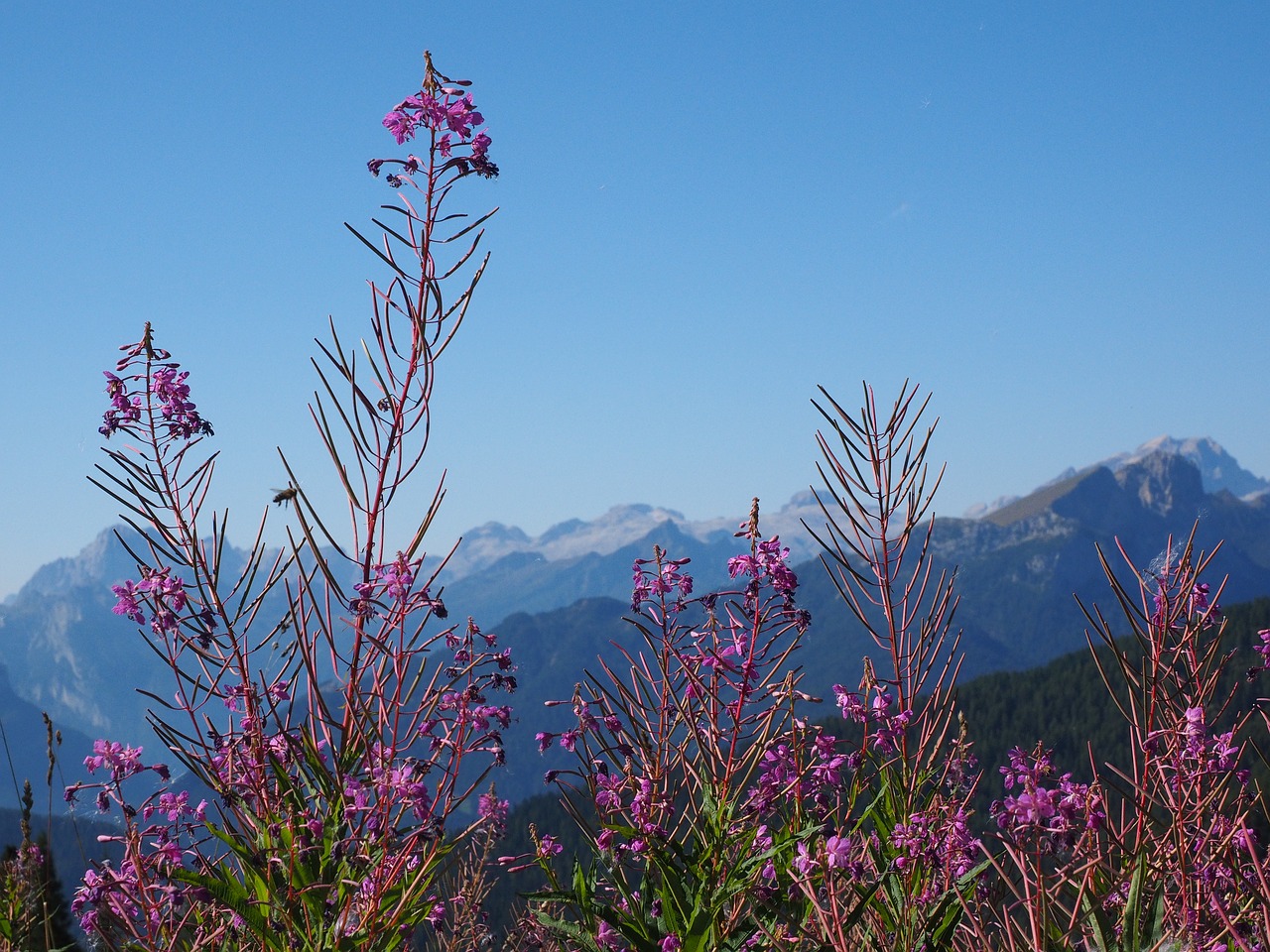 epilobium angustifolium flower blossom free photo