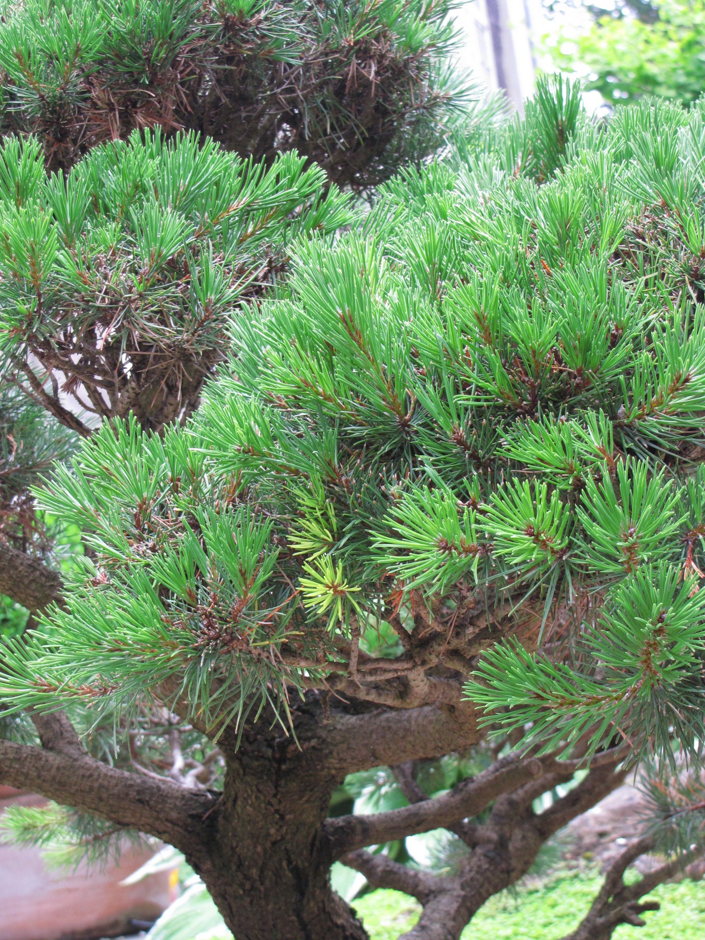 plant thorn pine free photo