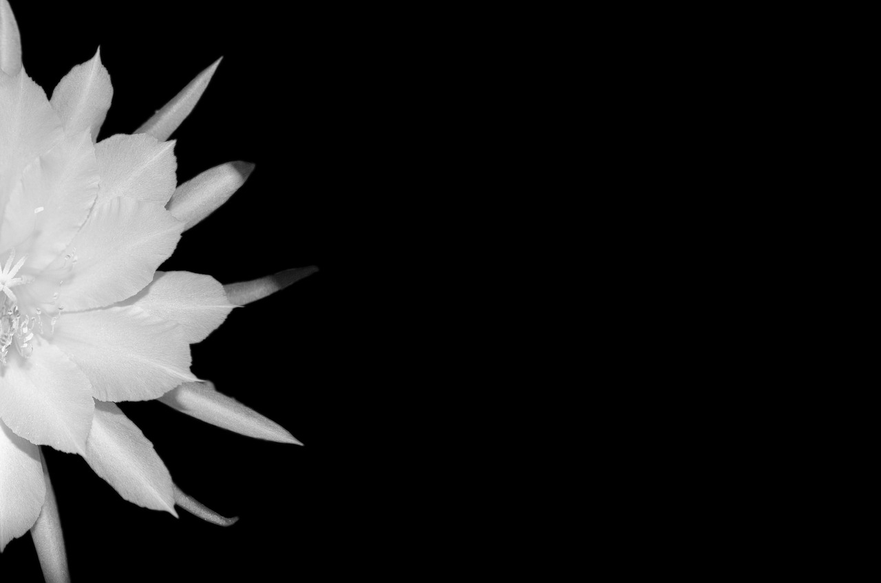 epiphyllum blossom bloom free photo