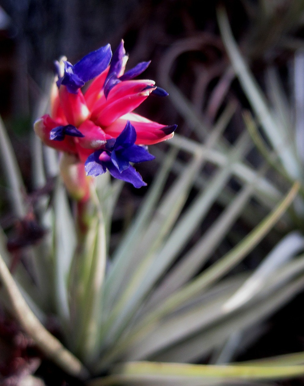 epiphyte in bloom flower blossom free photo