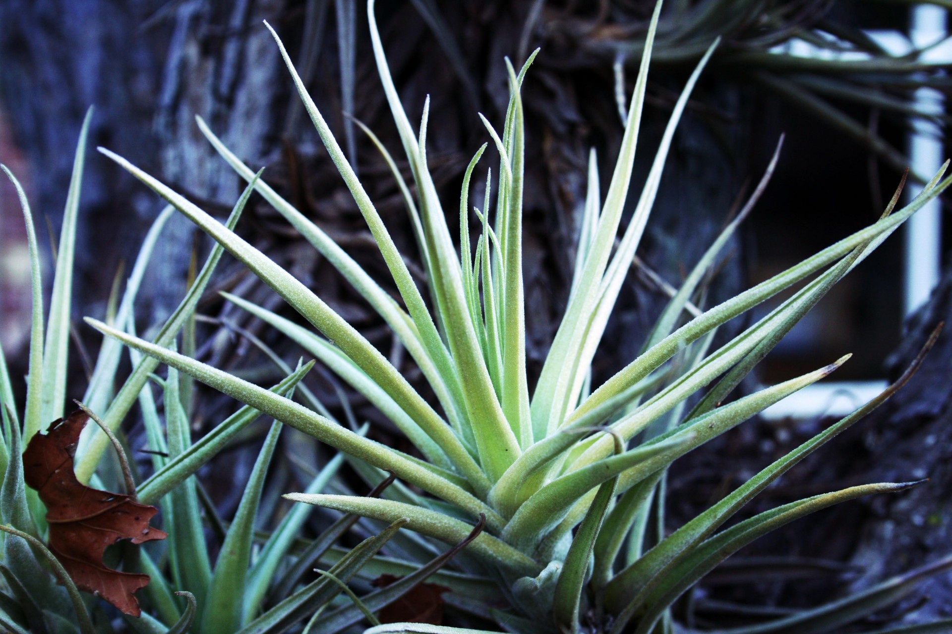 epiphyte leaves green free photo