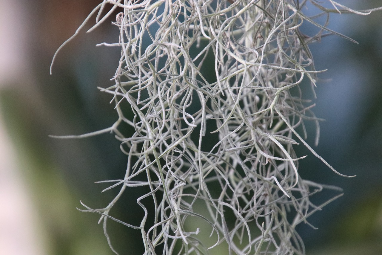 epiphytic plant  tillandsia  botany free photo