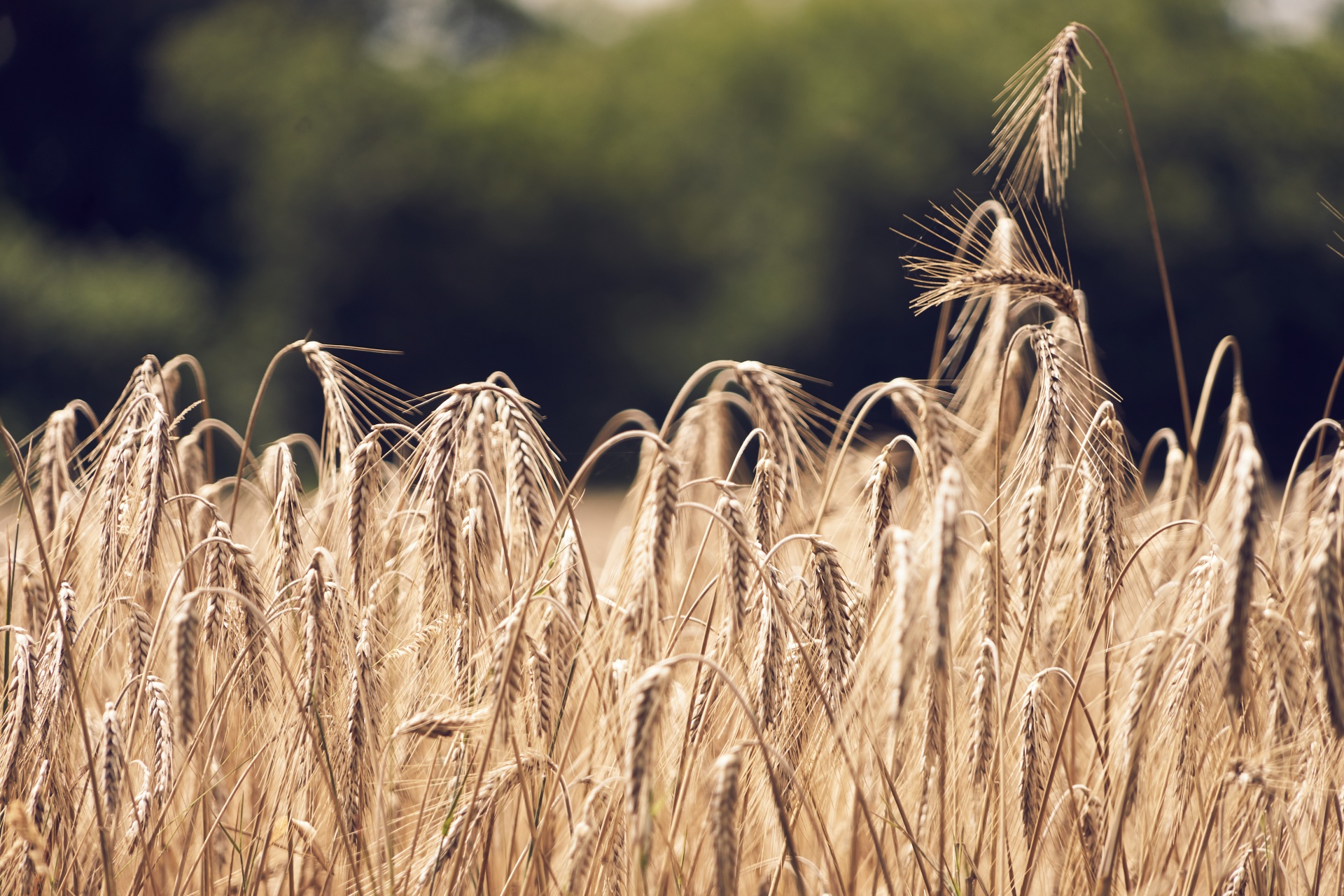 wheat crop field free photo