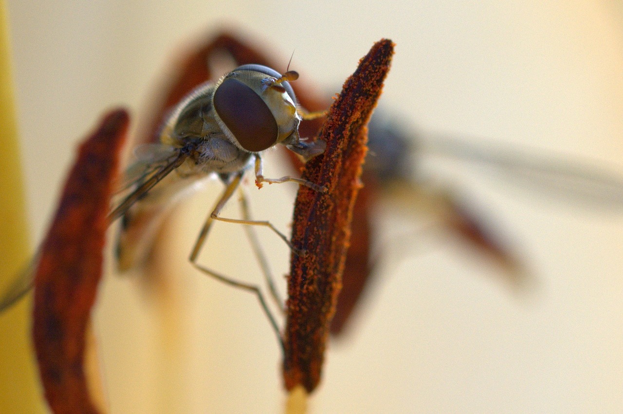 episyrphus balteatus proboscis close free photo