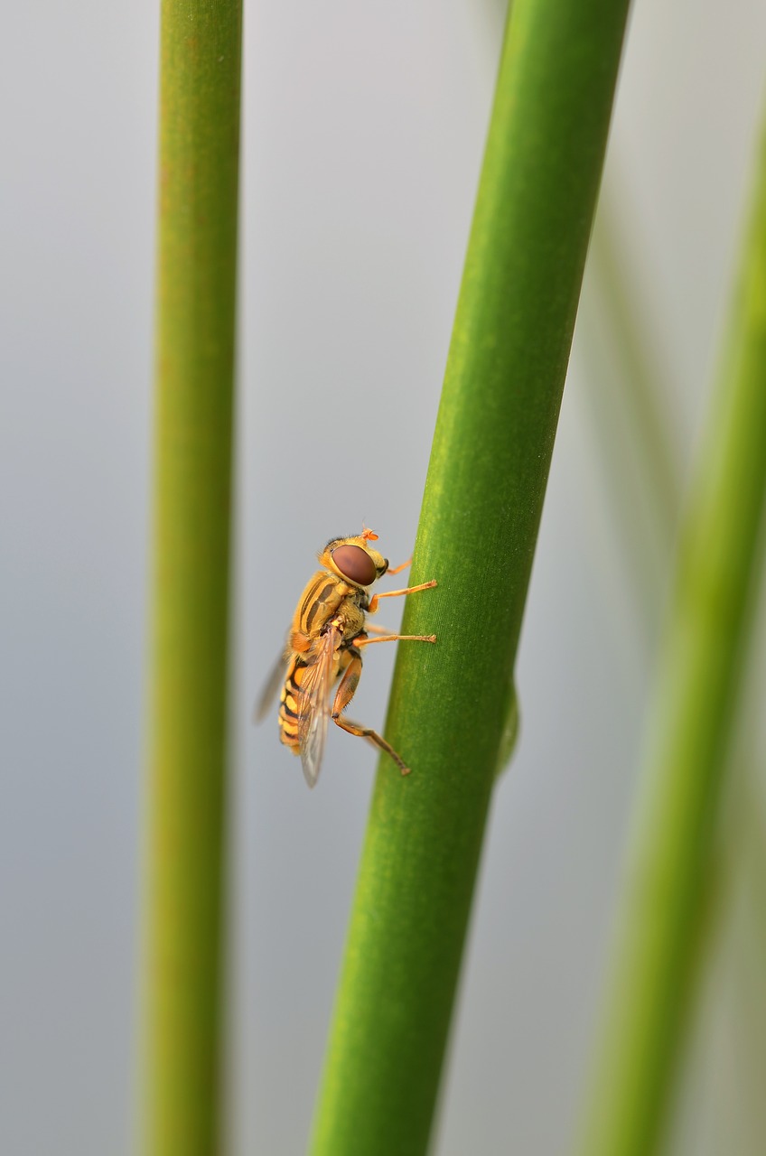 episyrphus balteatus hoverfly insect free photo