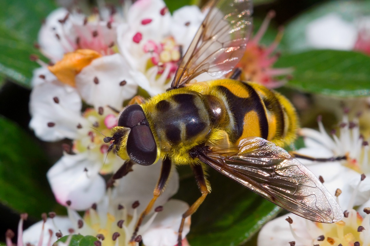 episyrphus balteatus macro close free photo