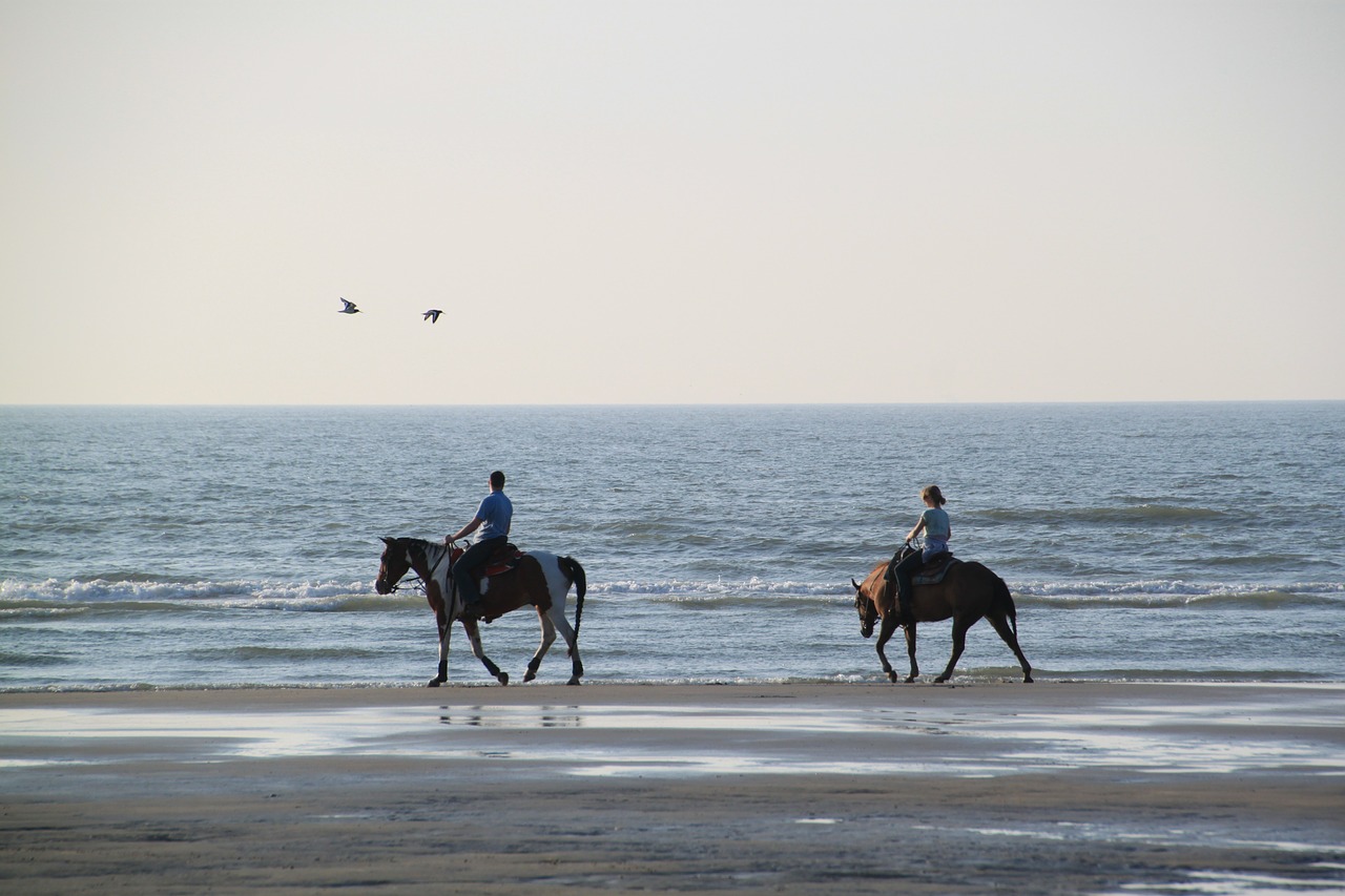 equestrian horses reiter free photo
