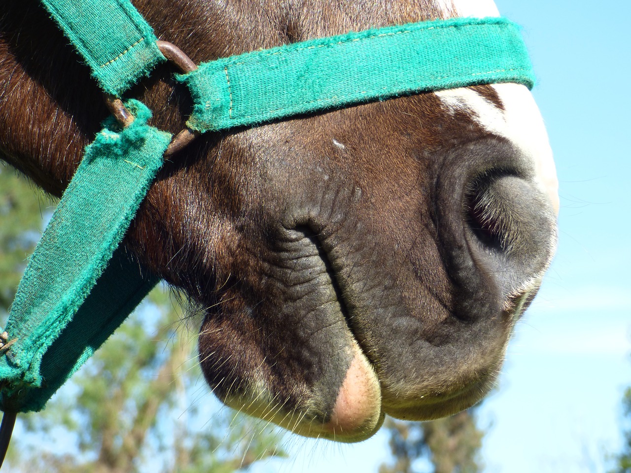 equine horse snout free photo