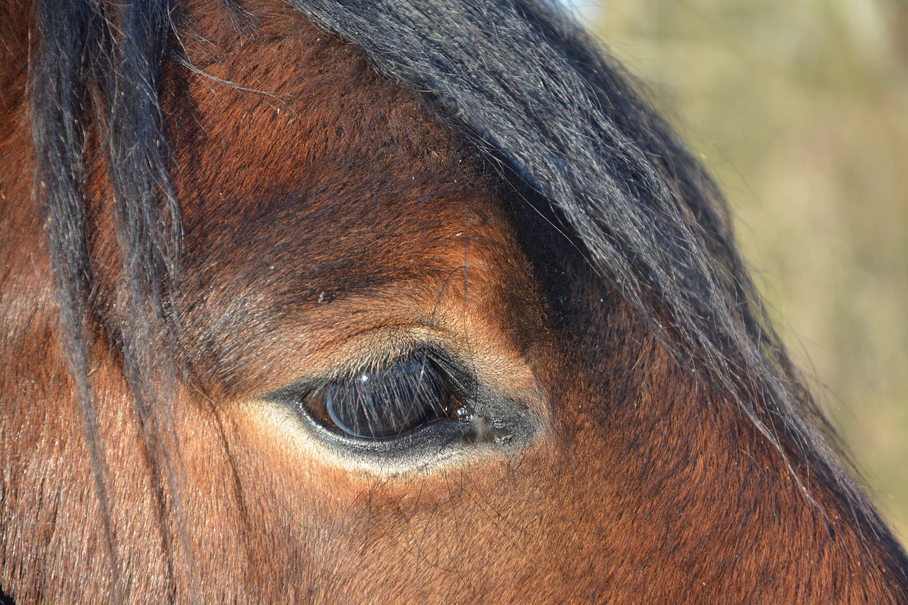 equine horse brown free photo