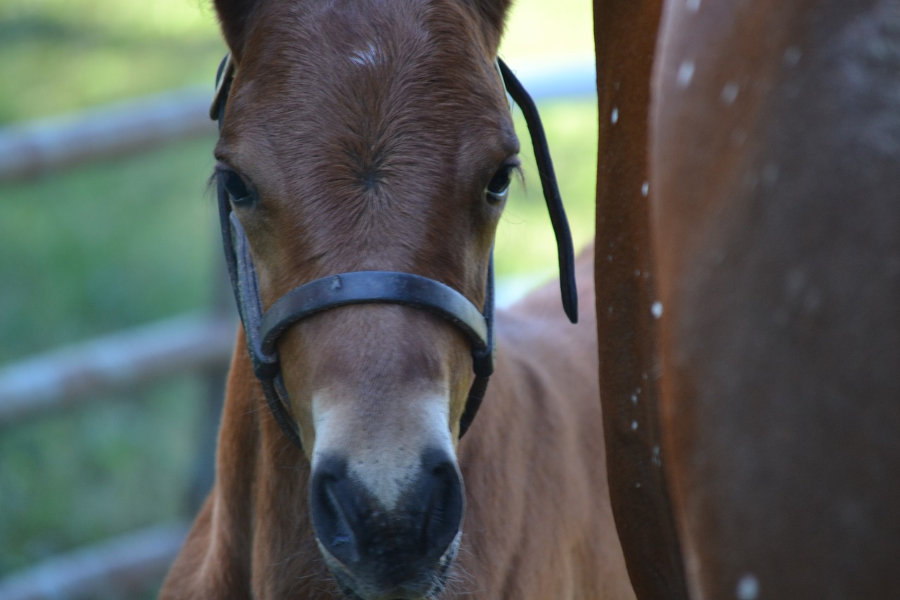 equine horse foal free photo