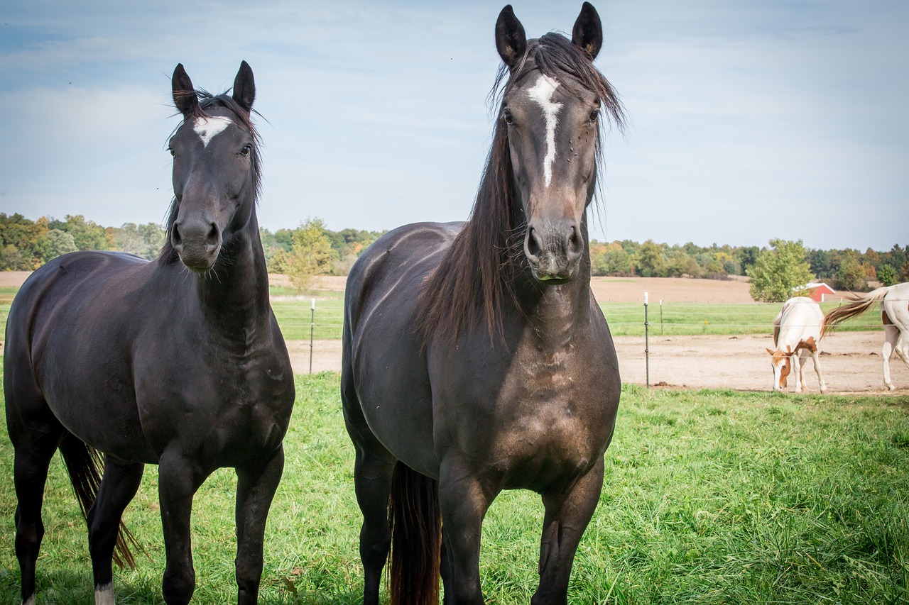 equine  horses  pony free photo