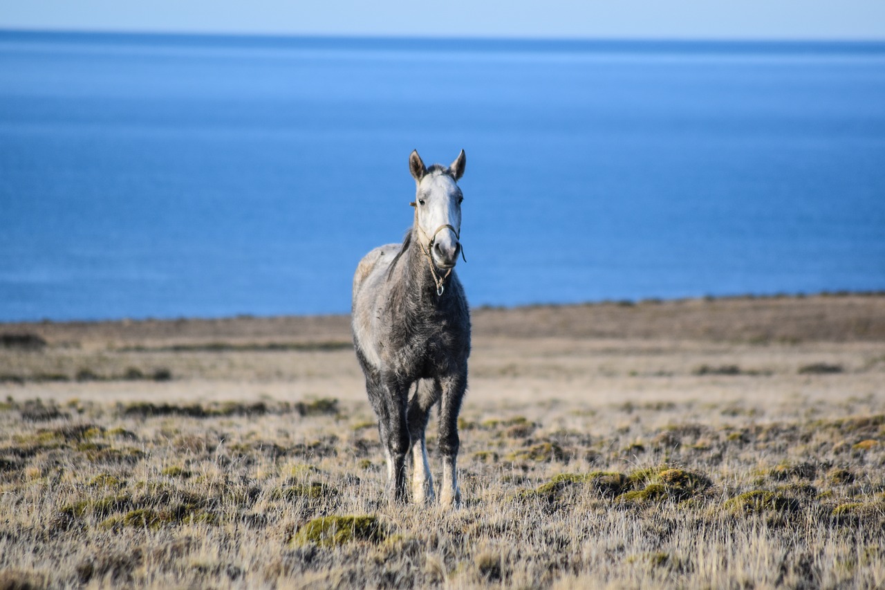 equine  wild  nature free photo