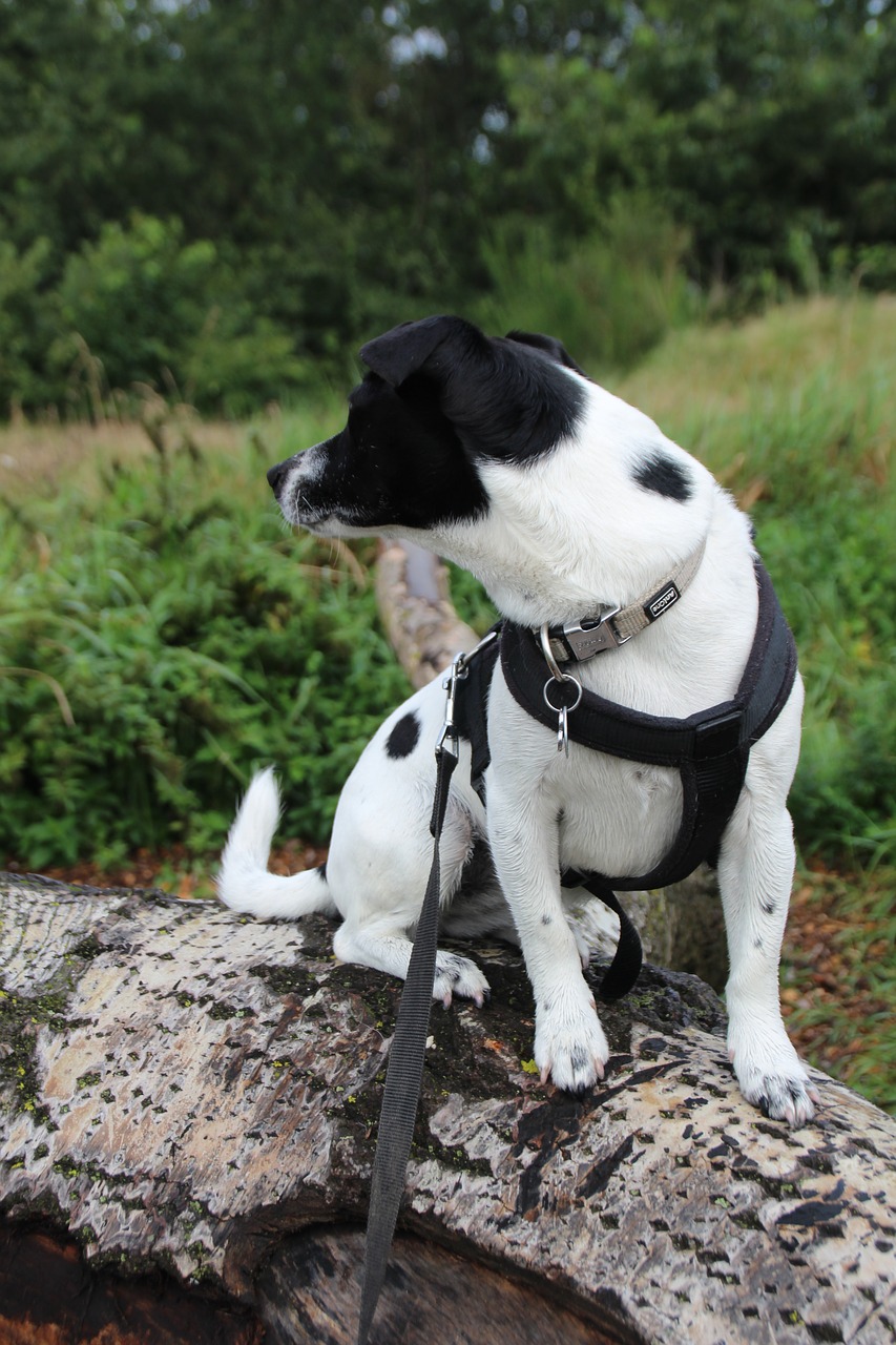 equipment workout rescue dog dog free photo