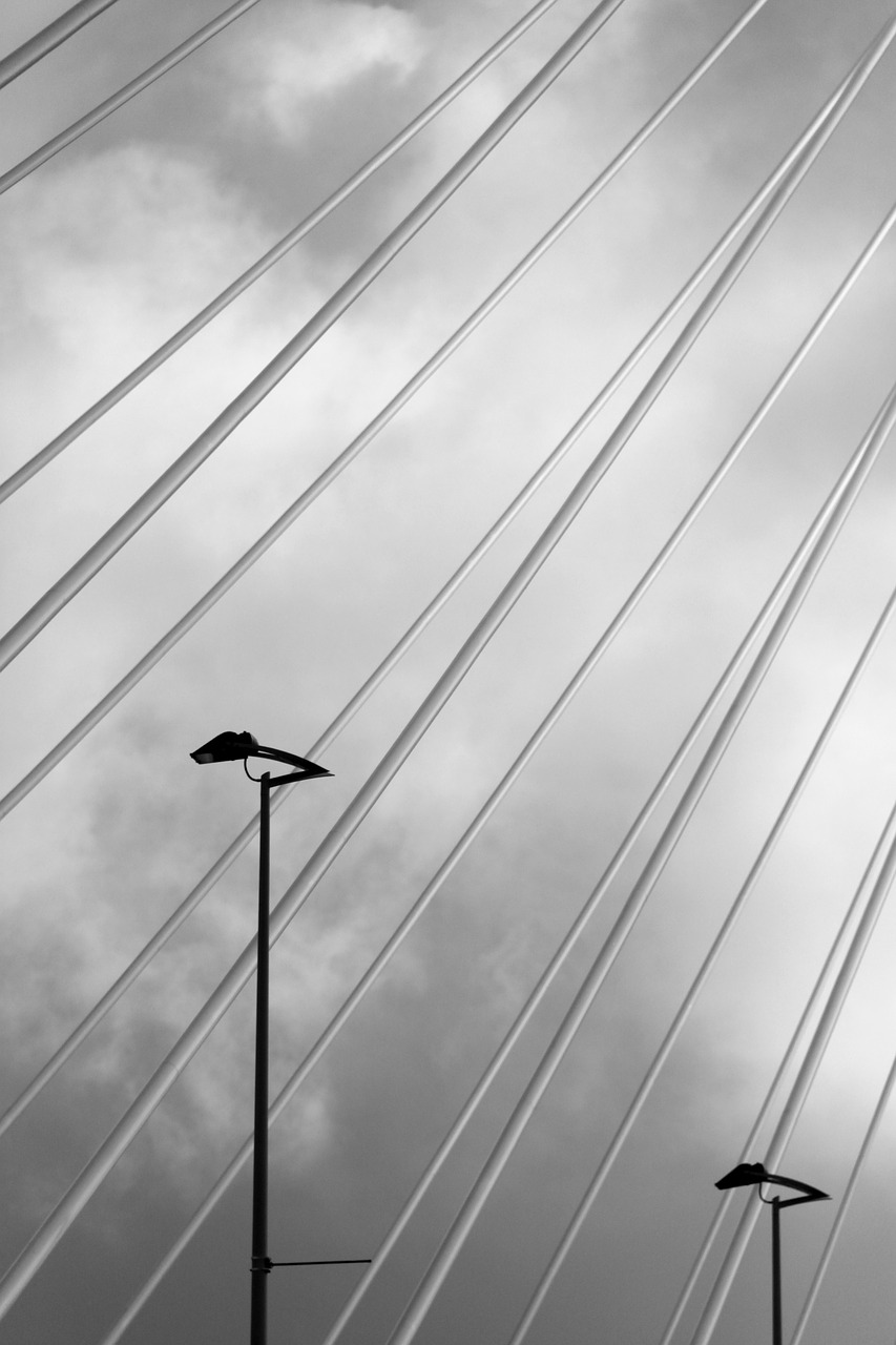 erasmus bridge rotterdam swan free photo