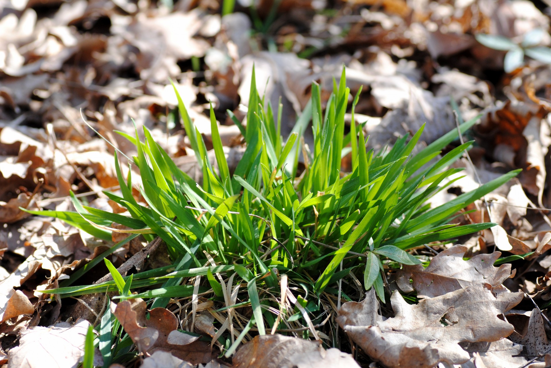 grass green nature free photo