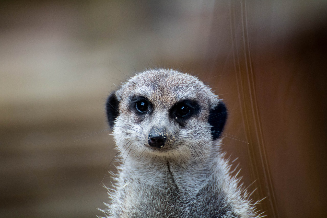 erdmann meerkat animal portrait free photo