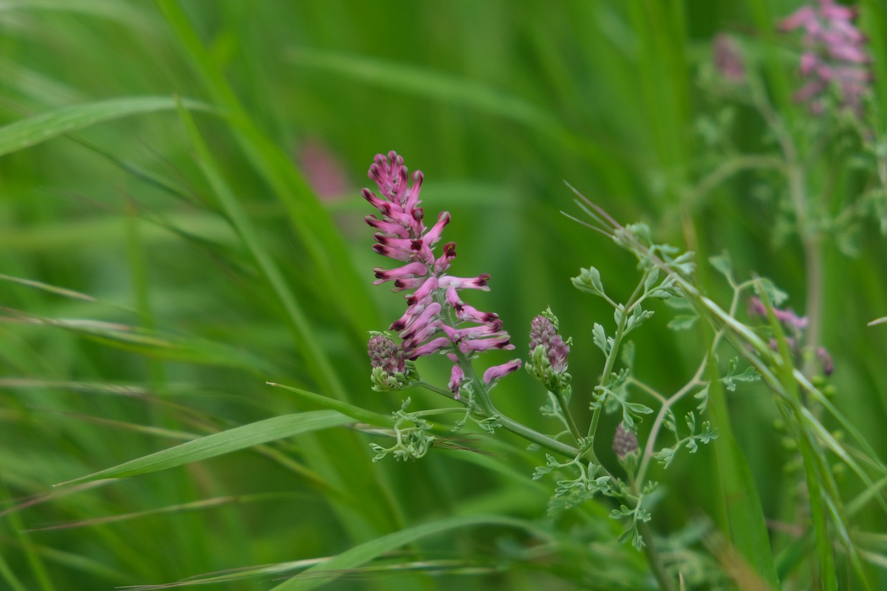 erdrauch  plant  meadow free photo