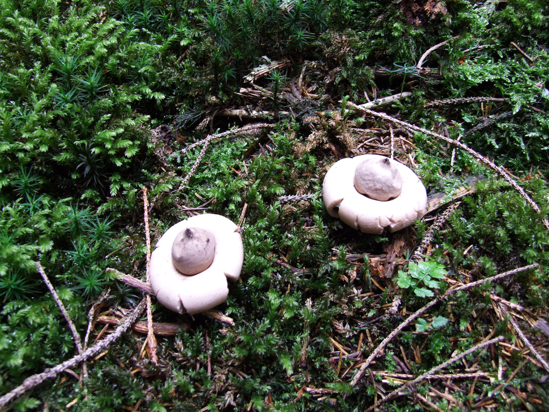 mushroom forest moss free photo