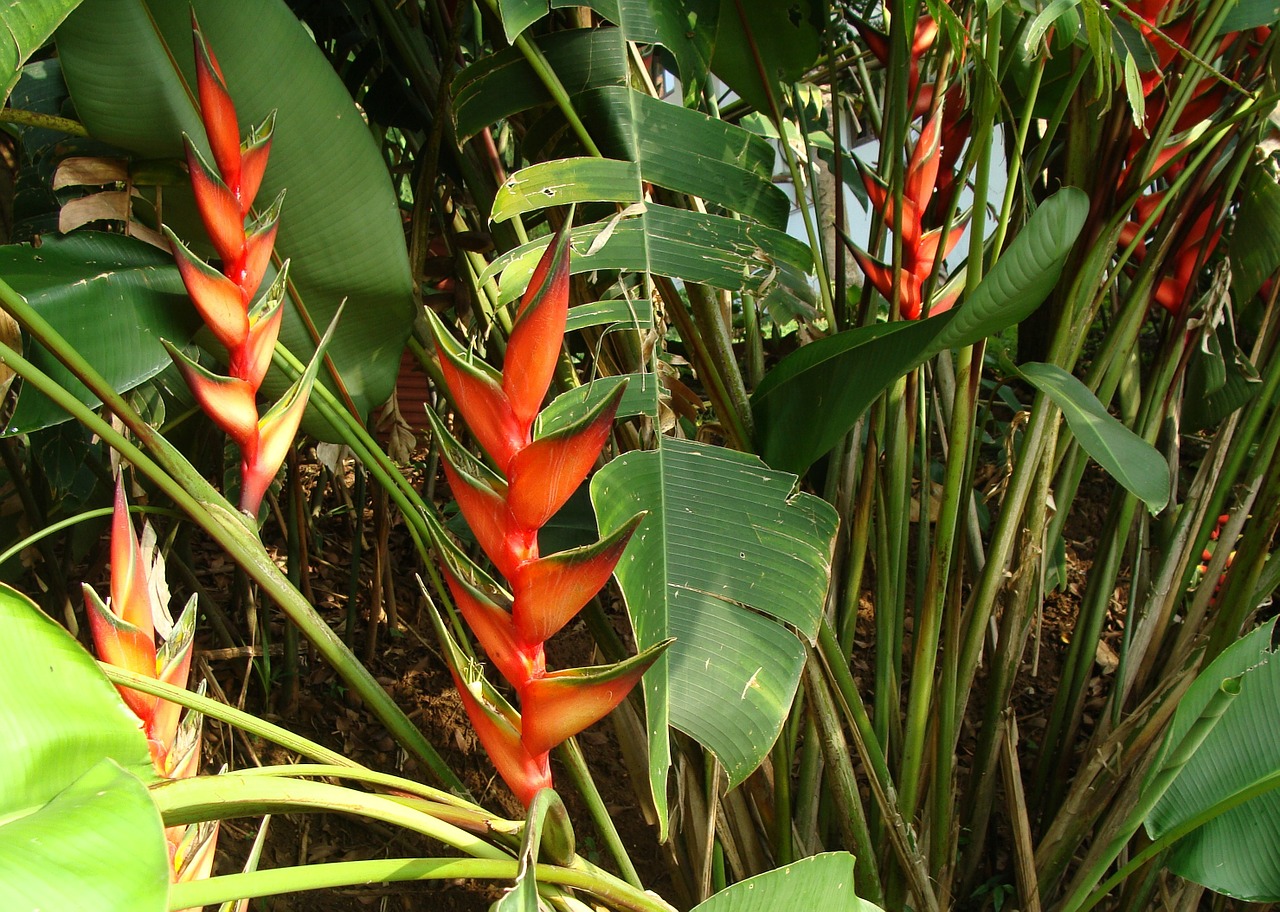 erect lobster claw erect heliconia heliconia stricta free photo