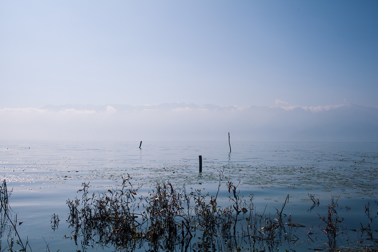 erhai lake aquatic plants lake free photo