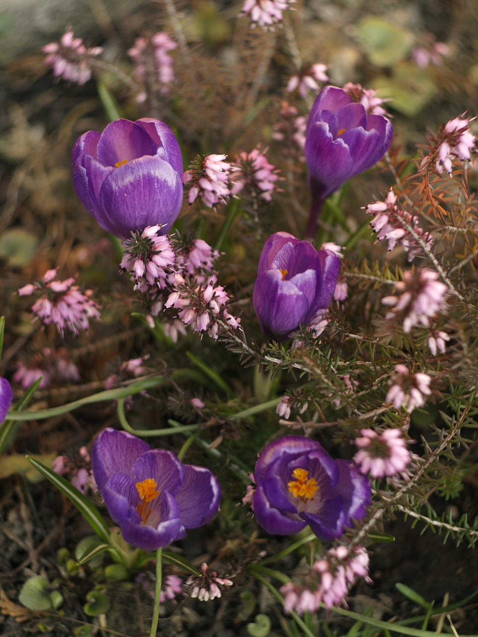 erica crocus autumn free photo