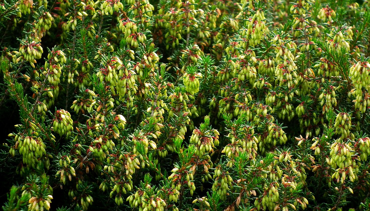 erica  plants  autumn free photo