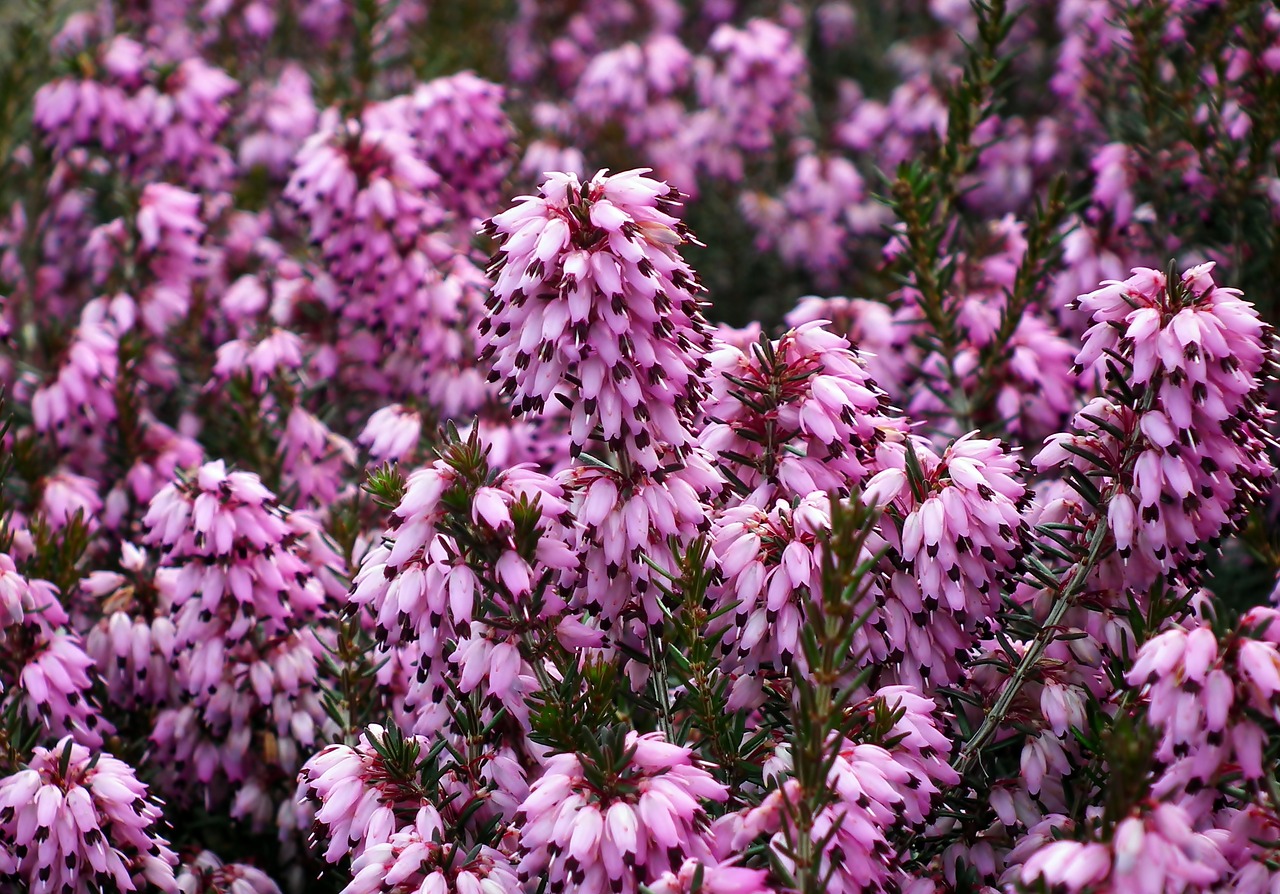 erica  flowers  nature free photo