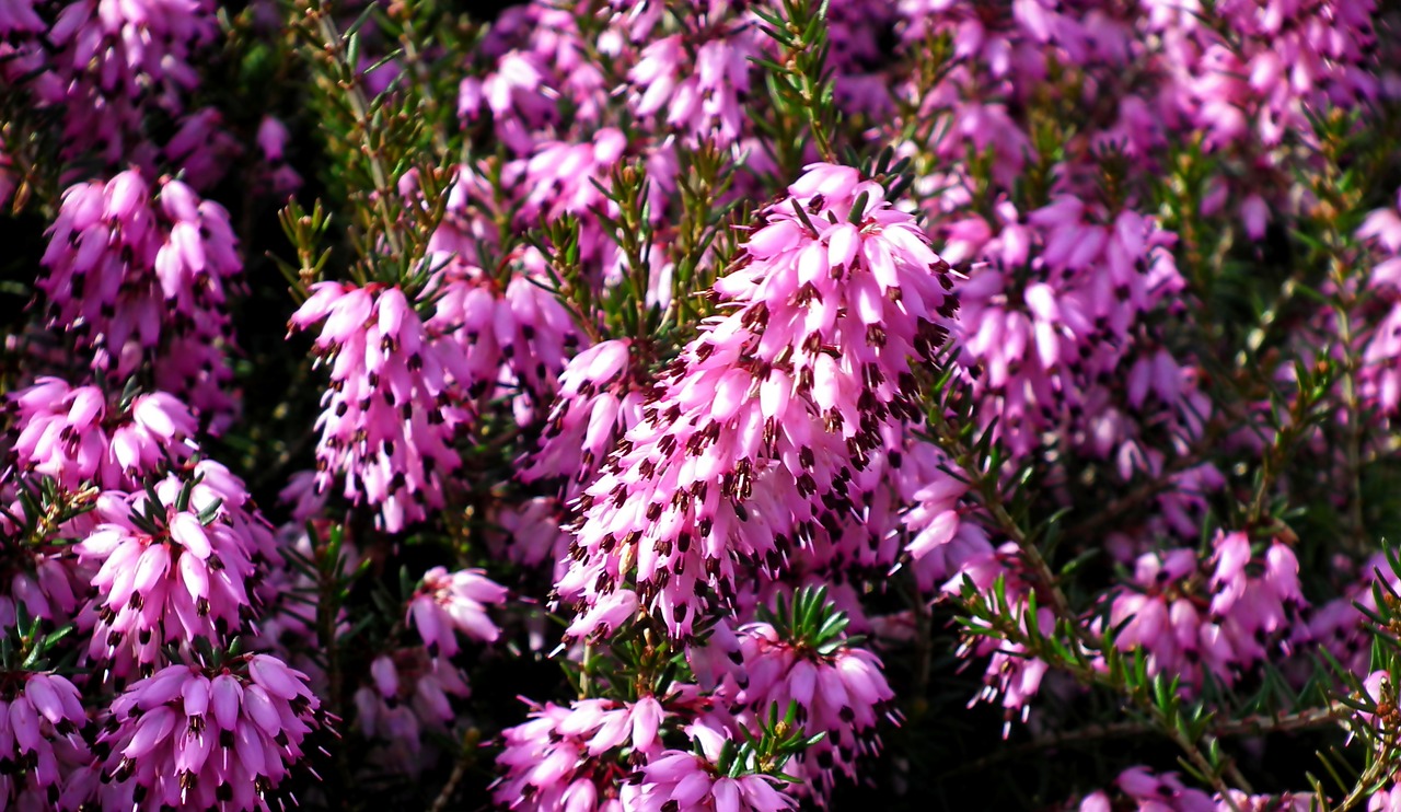 erica  flowers  nature free photo