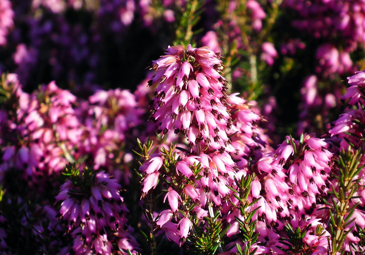 erica  flowers  nature free photo