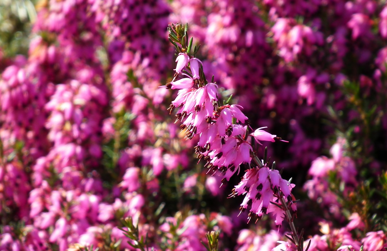 erica  flowers  nature free photo