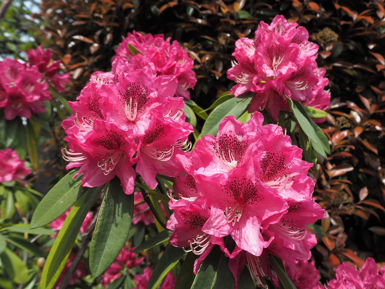 ericaceae rhododendron flowers free photo