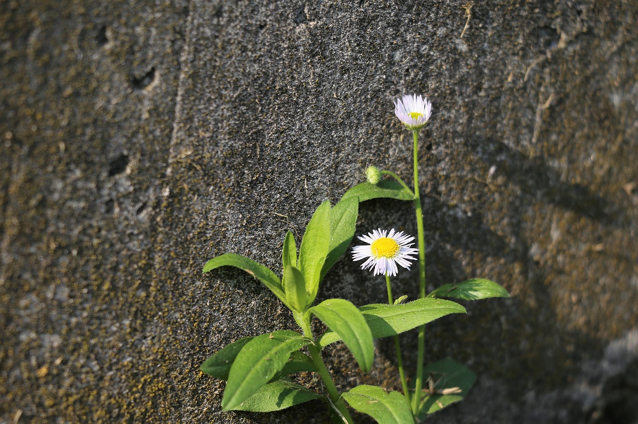 erigeron annuus  meadow flower  blooming free photo