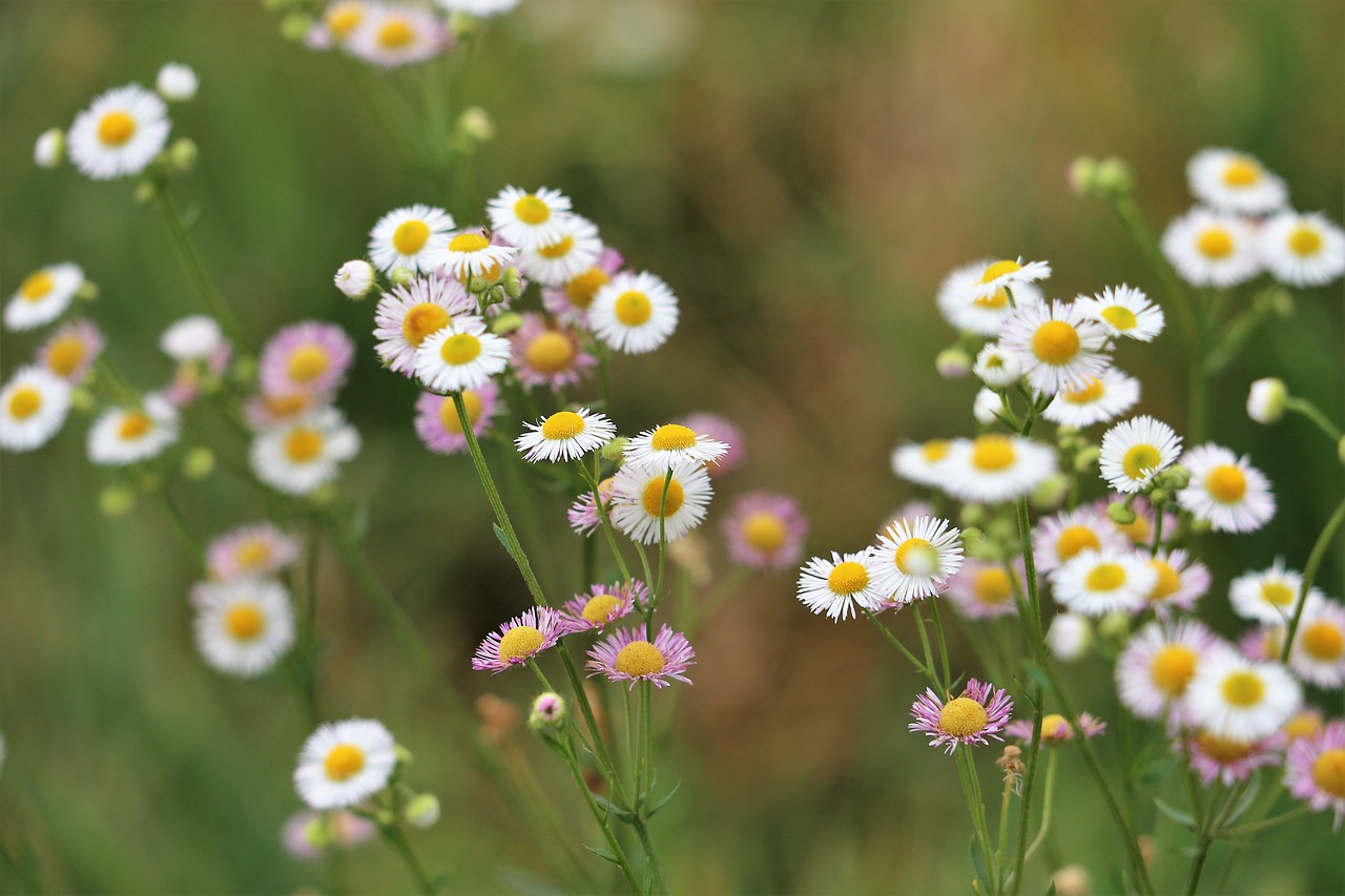 erigeron annuus  meadow flower  blooming free photo