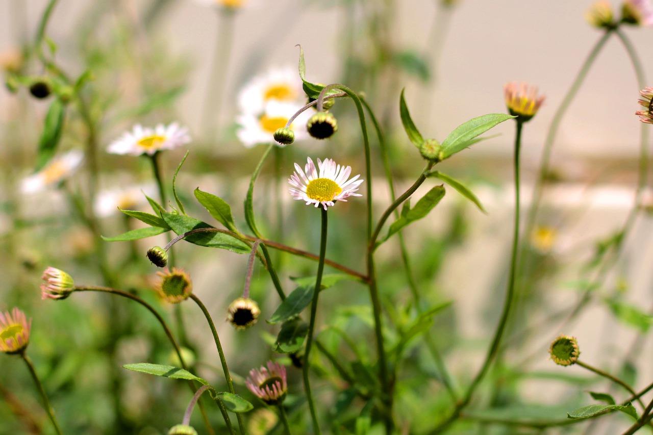 erigeron karvinskianus  muurfijnstraal  mexican daisy free photo