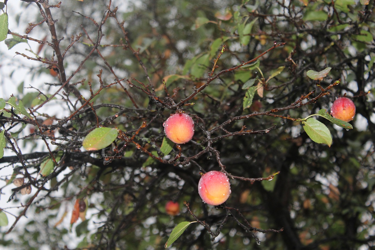 erik fruit rain free photo