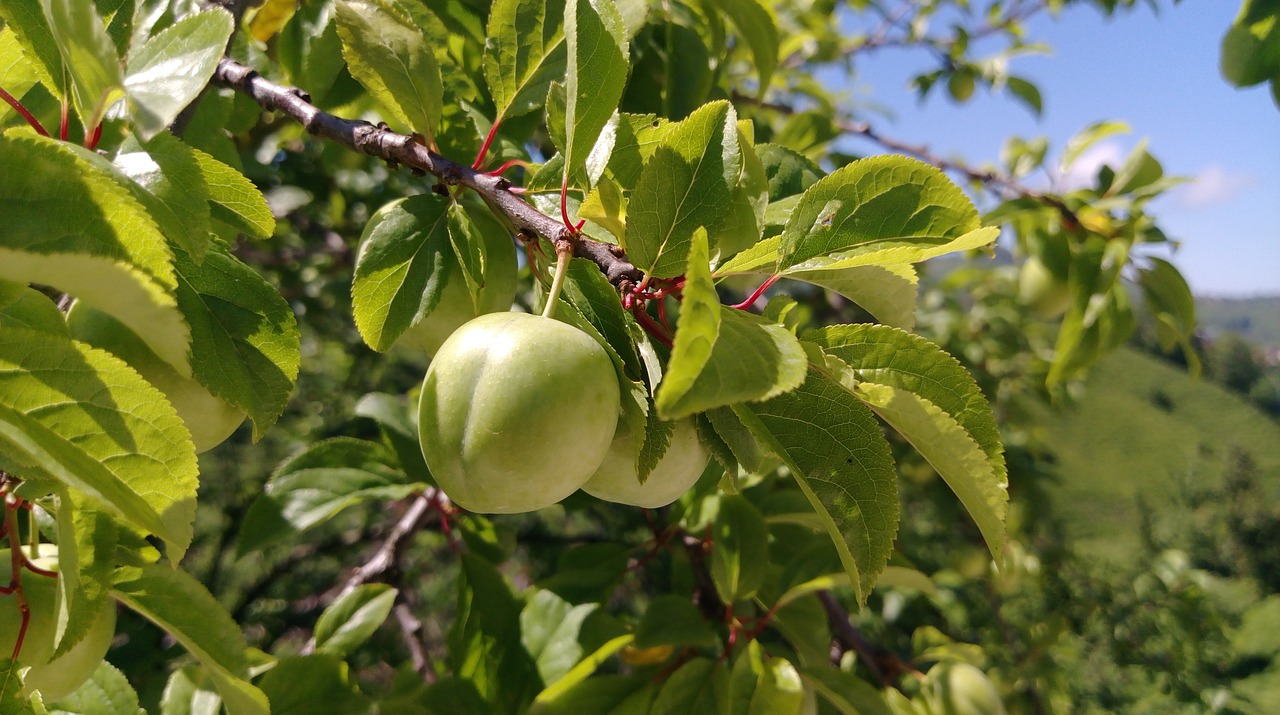 erik plum fruit free photo