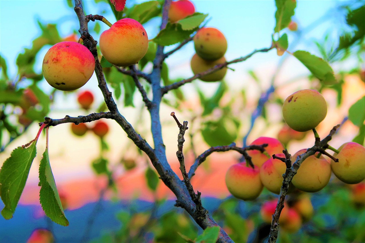 erik  wild plum  nature free photo