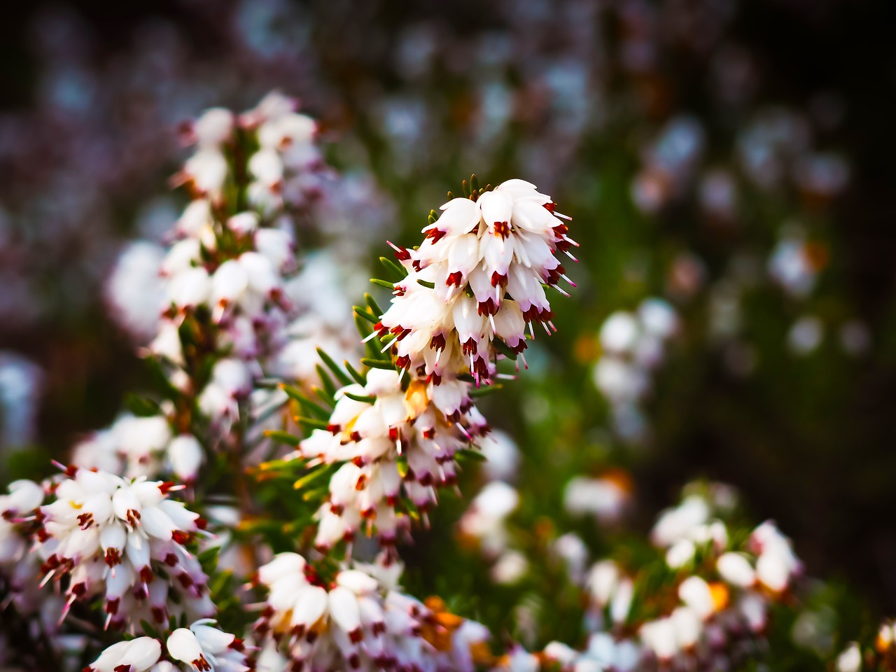 erika snow heath flowers free photo