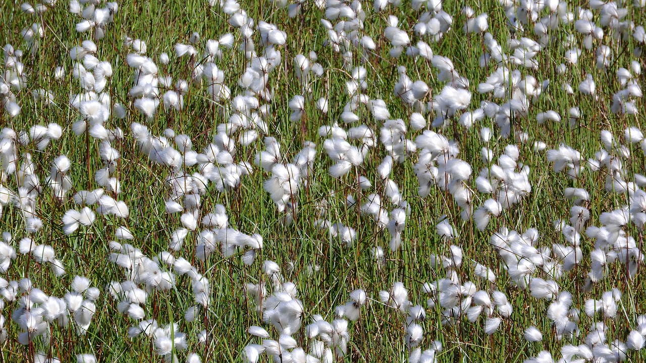 eriophorum cyperaceae the tailings impoundment free photo