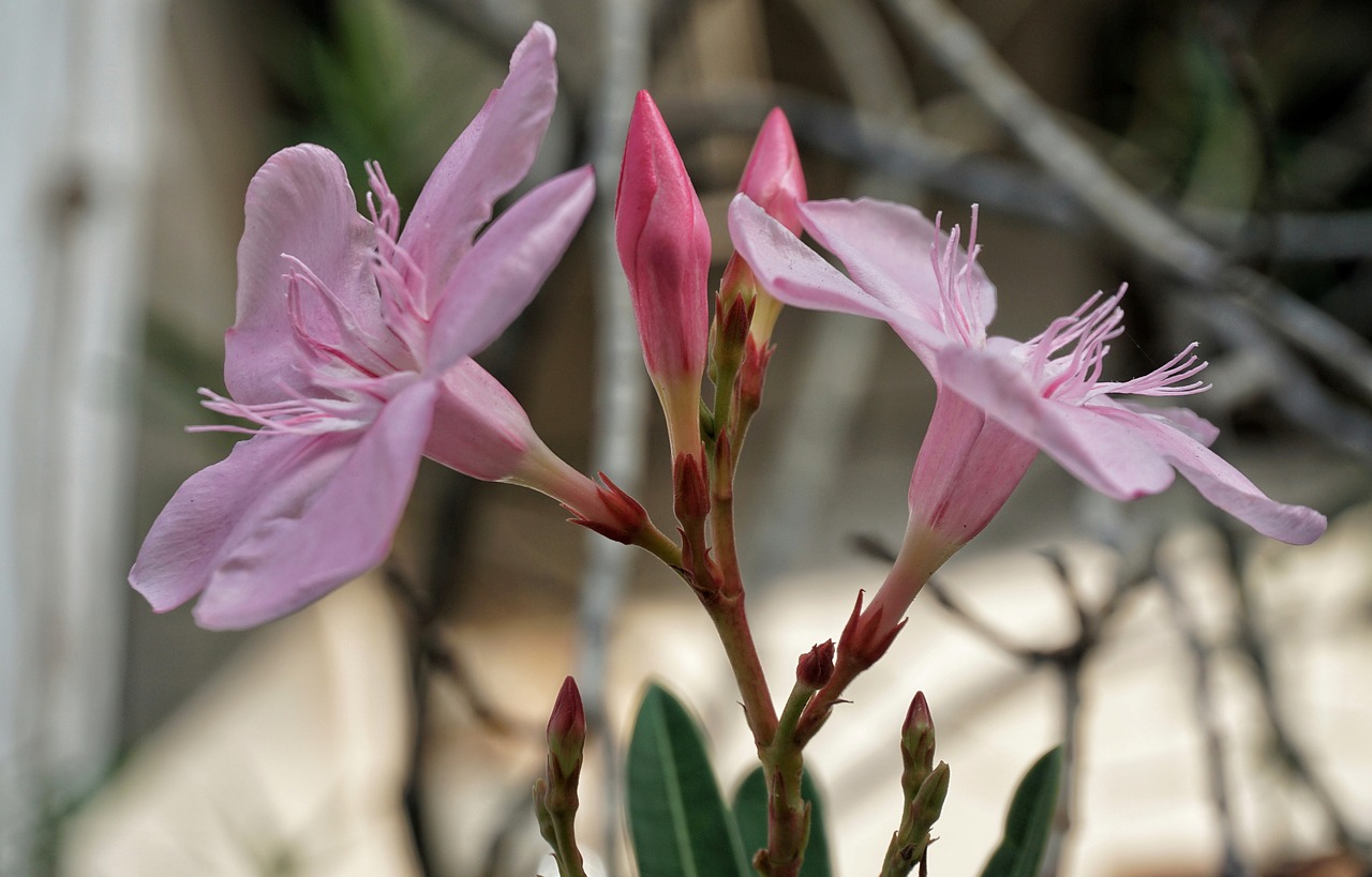 erium oleander  pink  flower free photo