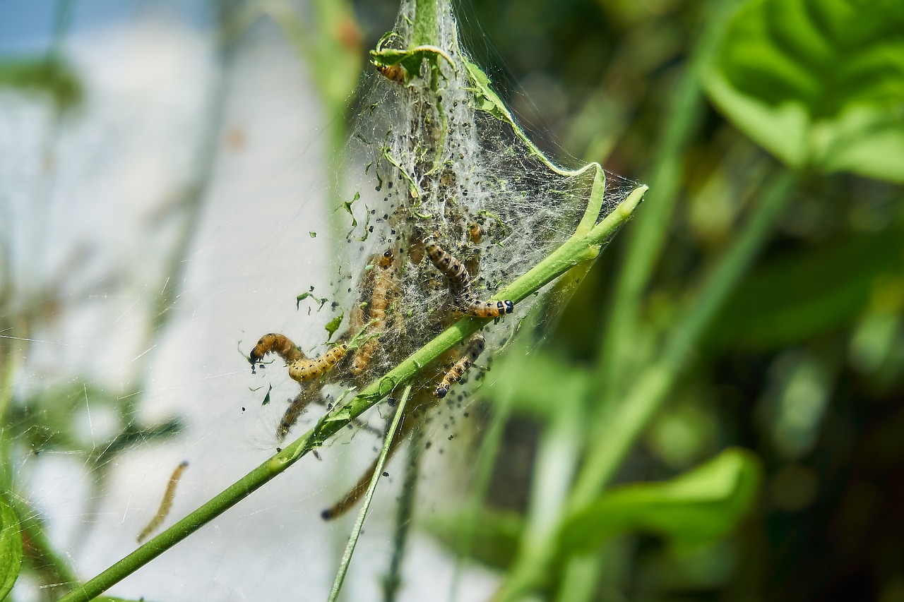 ermine  bud moth  track free photo